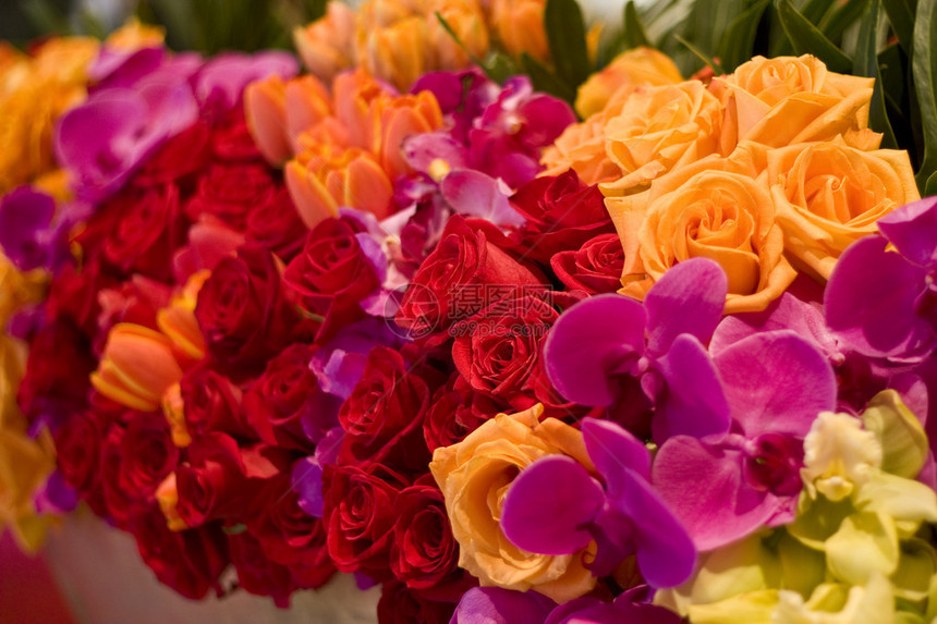 玫瑰郁金香和各种花图片