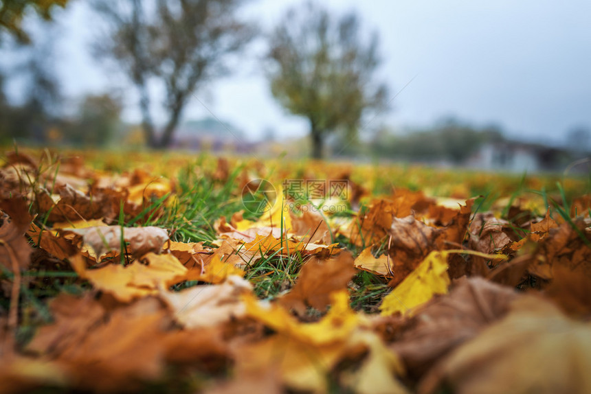 秋天城市公园的落叶图片