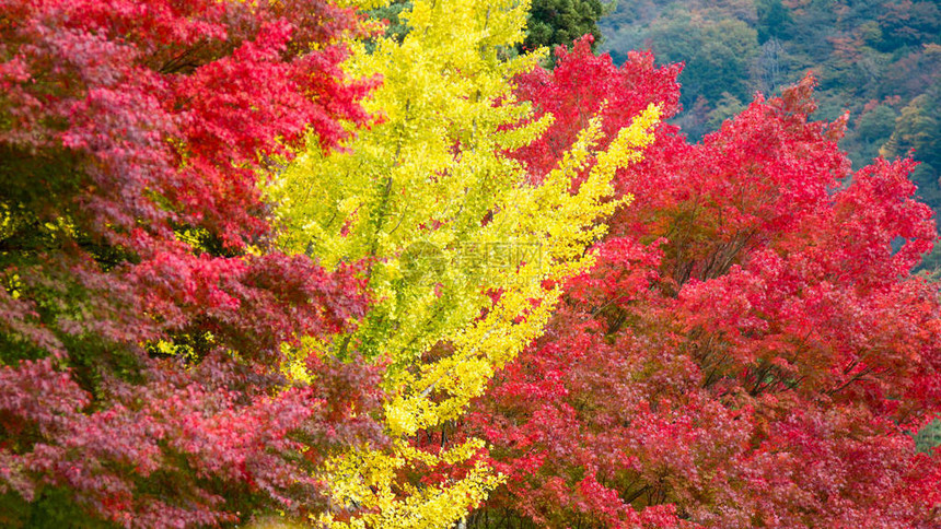日本秋季背景的黄金果叶树和红木图树图片