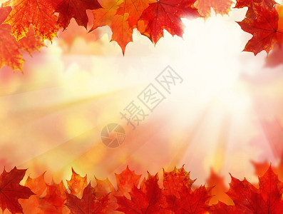 秋天的枫叶背景背景图片