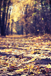 美丽的秋天古老公园小巷图片