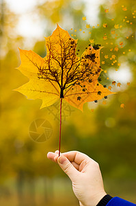 秋天的枫叶拍摄自然背景图片
