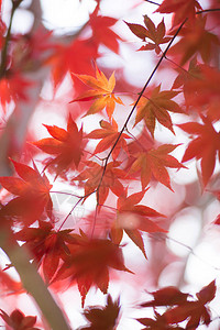 北海道秋天的风景图片