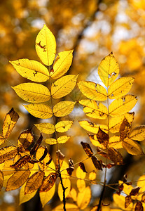 秋天灌木上美丽的黄色和红色叶子图片