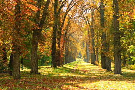 美丽的秋季公园有黄色的大树图片