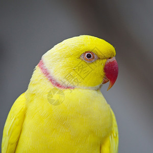 黄鹦鹉黄印度洋环颈帕拉图片
