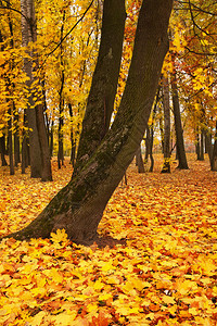 公园里五颜六色的秋天枫树落叶图片