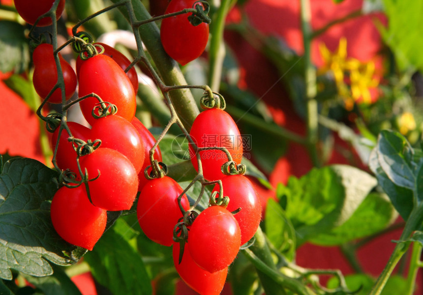 红聚团番茄植物和背景中图片