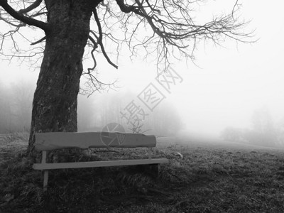 红木凳在古老的石灰树下面寒图片