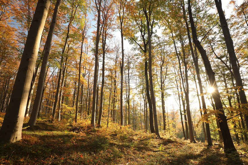 阳光下的秋天山毛榉林图片