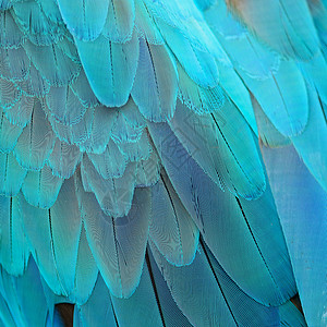 蓝色和刚鹦鹉羽毛图片