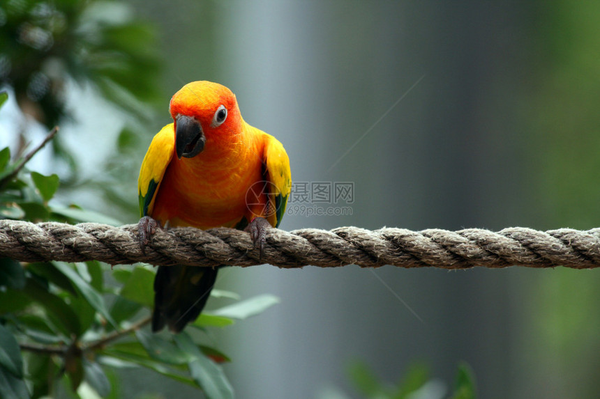 一只漂亮的彩色鹦鹉坐在绳子上图片