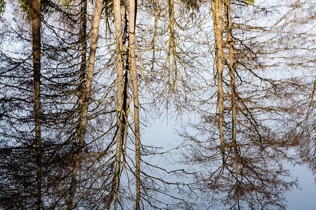 夏季湖水中美丽的树木的抽象反射图片