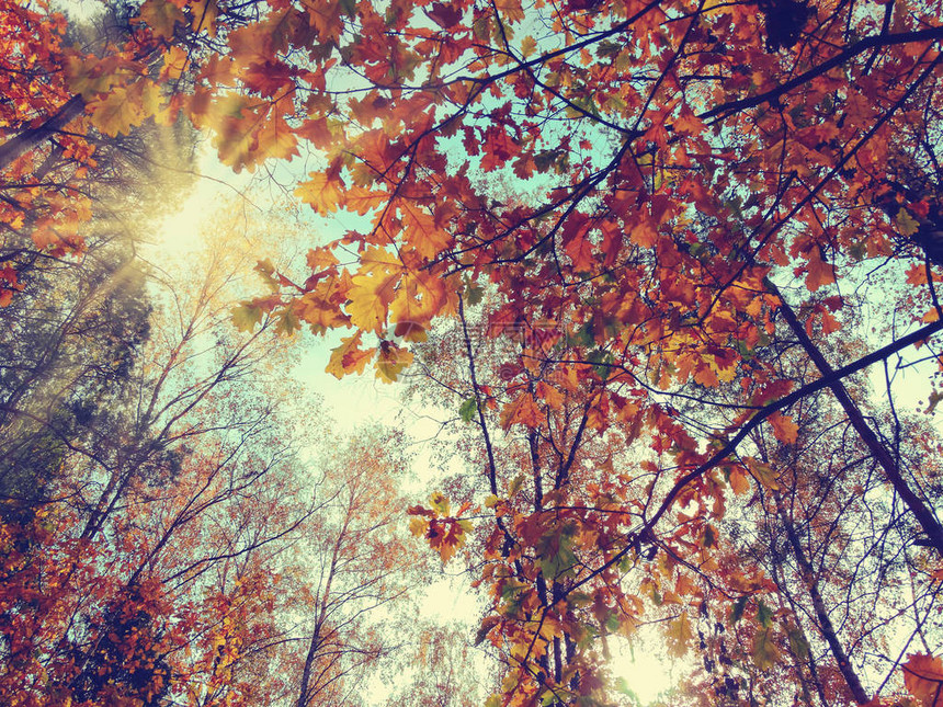 有橡木红色黄叶子的秋天背景森林图片
