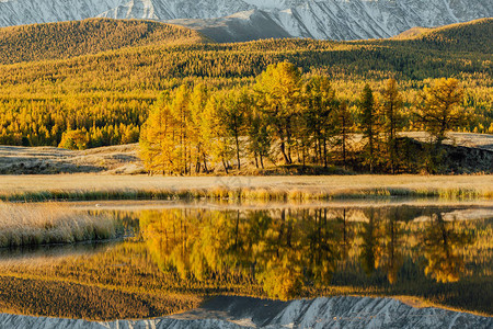 湖边树的镜中反射着黄色的花栗林背景图片
