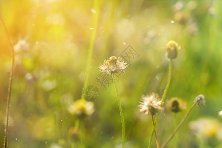 夏季有阳光和浮尘的花草背景
