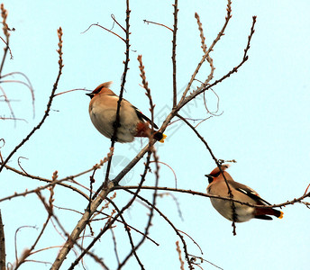 太平鸟在树枝上休息图片