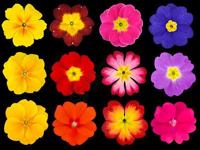 在黑色背景上分离的十二个五颜六色的报春花的集合选择可爱的红色橙色黄色粉色背景图片