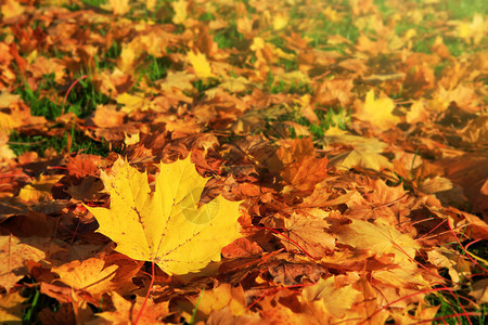 秋天的橙叶背景背景与枫叶图片