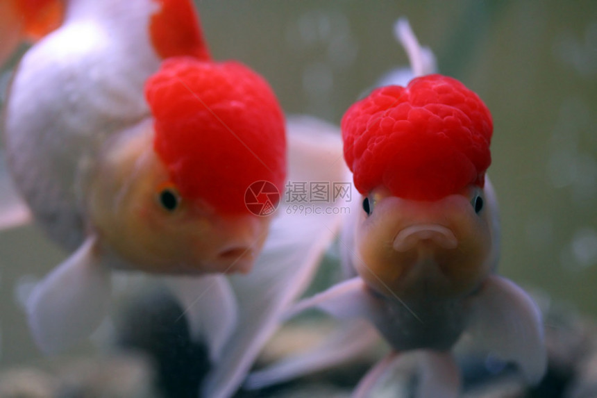 红帽欧兰达金鱼图片