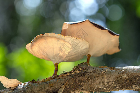 荔波喀斯特灵芝蘑菇从下面生长在自然界的树干上这对人插画