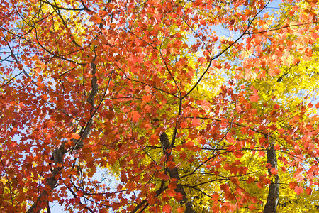 仰望着丰盛的红树叶和黄树叶在图片