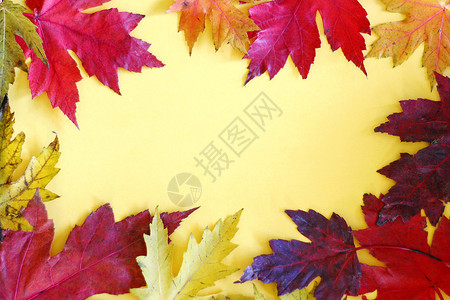 五颜六色的红色黄色和橙色秋天枫叶的边界在黄色图片