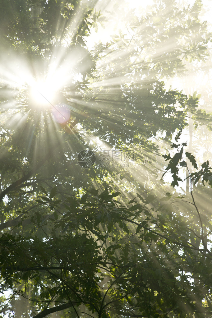 日出太阳光线穿透森林中的雾气图片