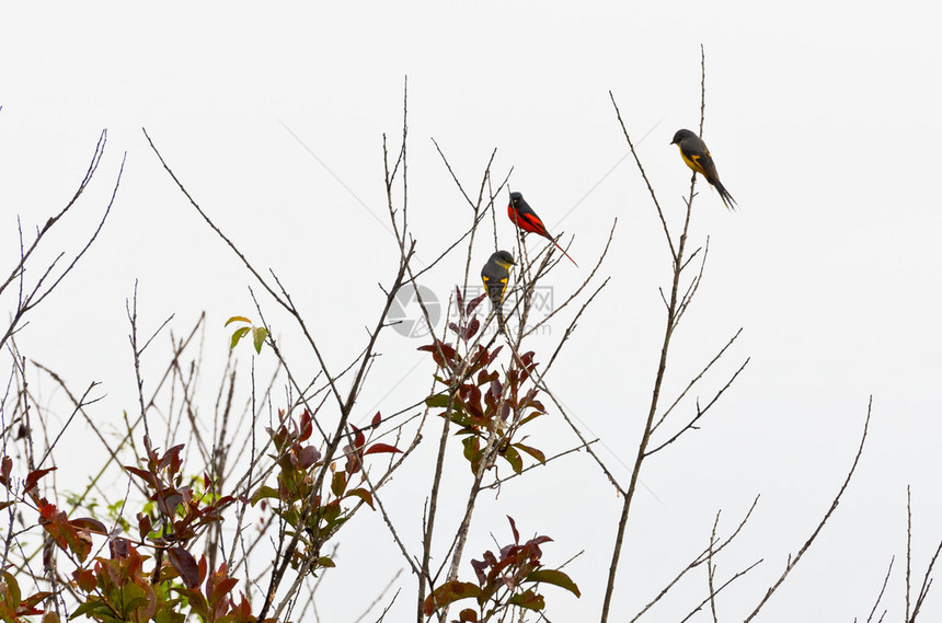 猩红色Minivet鸟类PericrocotusFlammeus雄是发红的图片