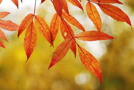 阳光下的秋叶背景图片