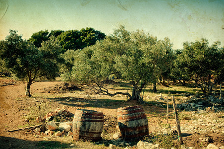 复古背景上的橄榄树图片