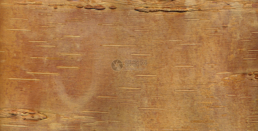 桦树皮对于结构和背景图片