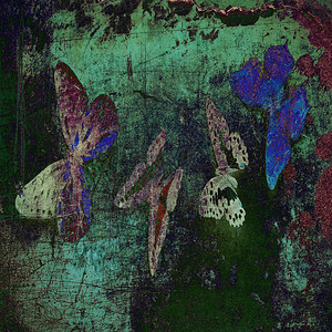 装饰grunge蝴蝶图像壁纸图片