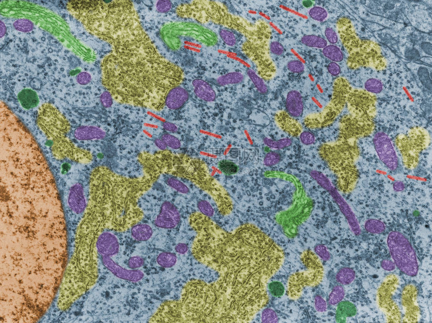 神经元细胞体的假彩色透射电子显微镜TEM显微照片显示线粒体图片