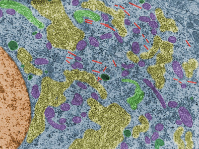神经元细胞体的假彩色透射电子显微镜TEM显微照片显示线粒体图片