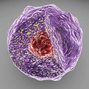 核仁在核心内部存在一种称为核设计图片