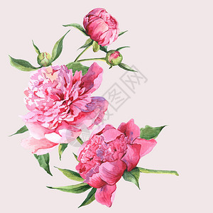 粉红色水彩牡丹复古贺卡水彩插图背景图片
