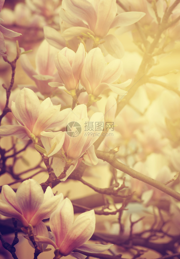 美丽的玉兰花和阳光图片