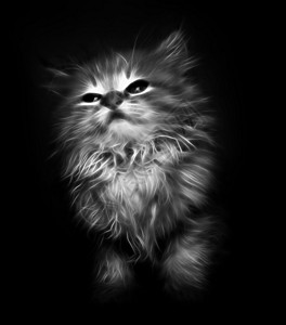 黑色背景上的可爱插图小猫图片