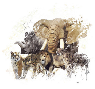 野生动物数字绘画图片