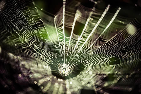 蜘蛛网cobweb图片