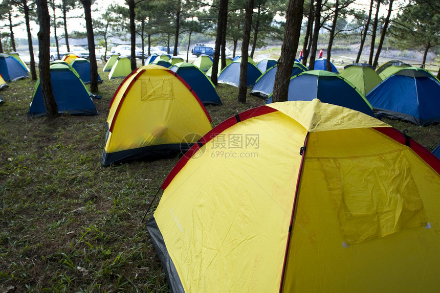 松树林中的一组帐篷图片