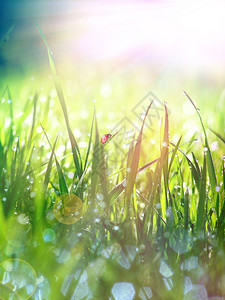 春天的草地上露水和瓢虫的新鲜早晨场景图片