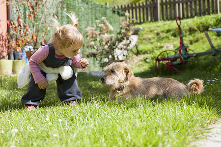 两岁的金发婴儿接近蹲在绿草坪上看着女孩的棕色梗犬图片