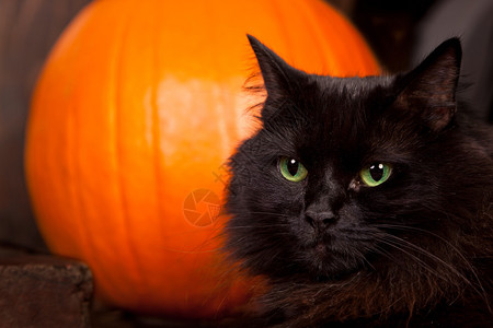 一只黑猫近在眼前在橙色南瓜面前眼背景图片