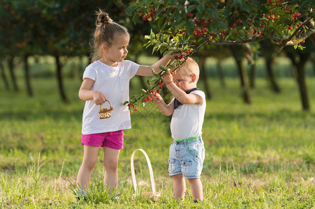 孩子们在水果农场采摘樱桃图片