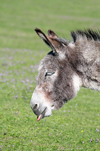 有趣的驴伸出舌头肖像图片