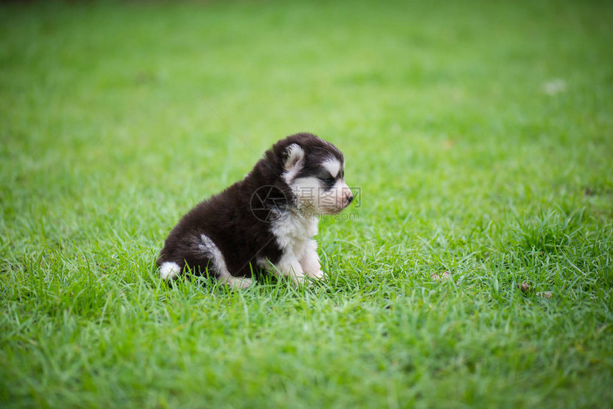 草地上可爱的哈士奇小狗图片