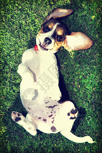 可爱的比格小狗在草地上用图片