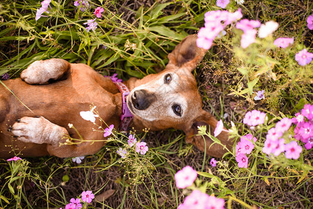 维纳狗从紫花或紫花的折叠或图片